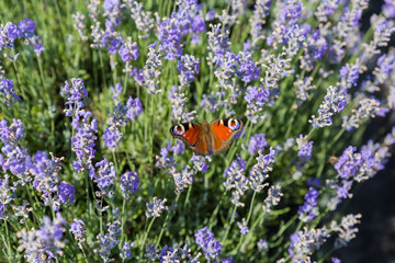 Peacock butterfly is sitting on lavender stem in sunny day