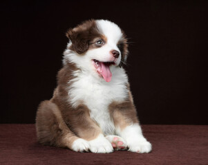 Fototapeta na wymiar Cute fluffy miniature american shepherd puppy