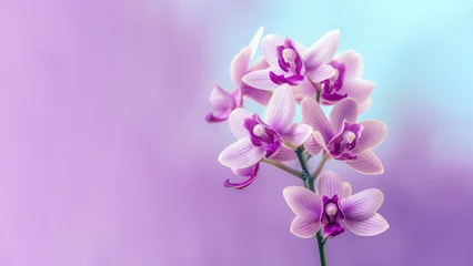 Foto op Canvas Purple dendrobium nobile orchid flower background, Flowers composition as background project graphic design © pariketan
