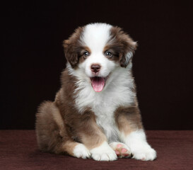 Cute fluffy miniature american shepherd puppy