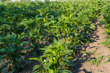 Plants of bell pepper with unripe fruits on a field