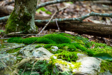 moss on the rocks in the woods