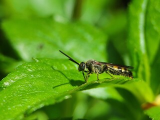bee in the leaf