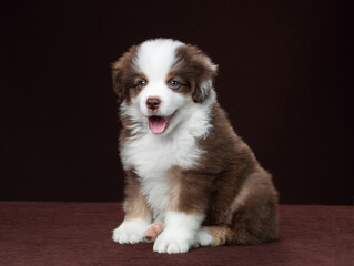 Cute fluffy miniature american shepherd puppy