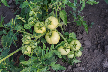 Bush of tomato with unripe fruits on field, top view