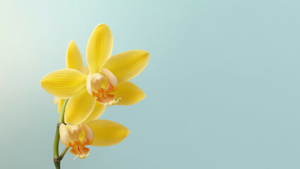 Obraz premium Yellow dendrobium nobile orchid flower background, Flowers composition as background project graphic design
