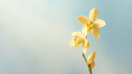 Fototapeta premium Yellow dendrobium nobile orchid flower background, Flowers composition as background project graphic design