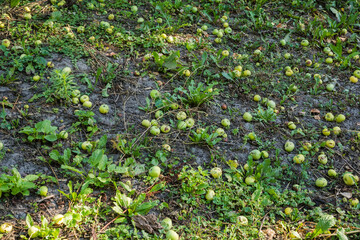 Fallen green and yellow apples, including rotten lie on ground