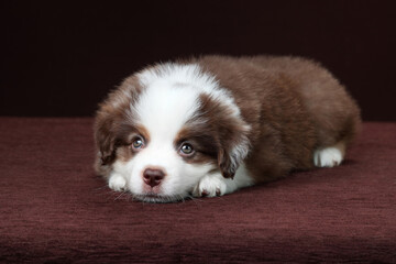 Cute fluffy miniature american shepherd puppy
