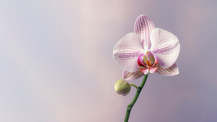 Pink Moth (Phalaenopsis amabilis) orchid flower background, Flowers composition as background project graphic design