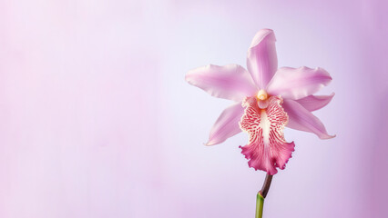 Naklejka premium Pink cattleya orchid flower background, Flowers composition as background project graphic design