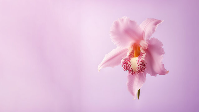 Pink cattleya orchid flower background, Flowers composition as background project graphic design