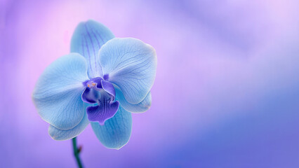 Naklejka na ściany i meble Blue Vanda tessellata orchid flower background, Flowers composition as background project graphic design