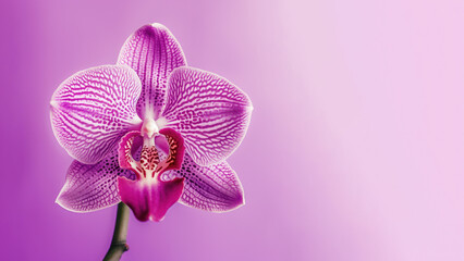 Fototapeta na wymiar Purple Vanda tessellata orchid flower background, Flowers composition as background project graphic design