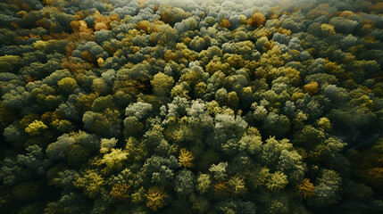Naklejka na ściany i meble Forest in Bird eye's view, wonderful landscape, v27, created with generative AI technology