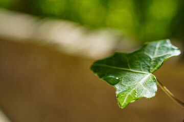 drop on leaf