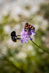 butterfly on flower