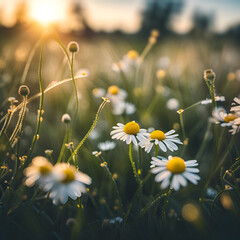 Summertime, Chamomile flowers on the summer meadow, natural backgrounds, Ai generated