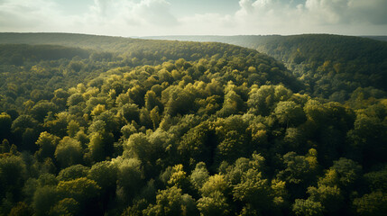 Fototapeta premium Forest in Bird eye's view, wonderful landscape, v13, created with generative AI technology
