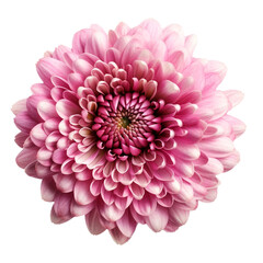 isolated illustration of pink dahlia flower. Created with Generative AI