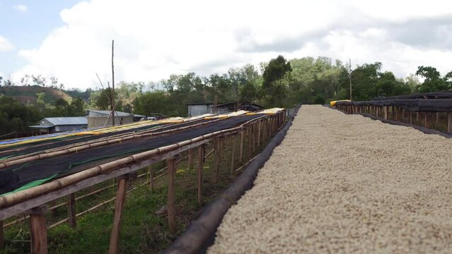 Dried coffee beans in a farm Oromia Shishinda Ethiopia