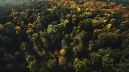 Naklejka na ściany i meble Forest in Bird eye's view, wonderful landscape, v10, created with generative AI technology