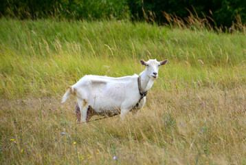white goat in the field isolated close up  