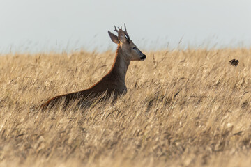 Roe deer startles a bird in a wheat field.