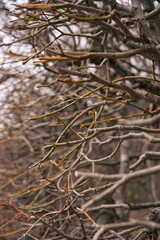 water drops on the tree