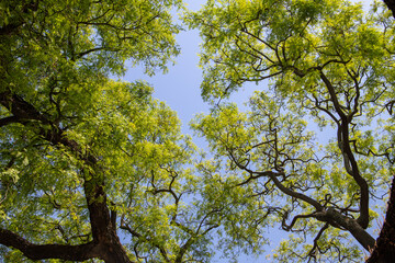 Árvores num parque em Lisboa