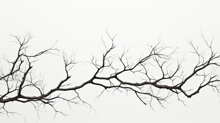 Tree branches in silhouette on a white backdrop