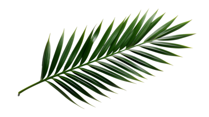 Palm leaf isolated on white