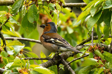 Chaffinch on his way to feed his chicks