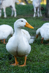 White domestic Peking ducks sit on green grass on a summer sunny day.