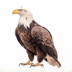 Obraz premium Bald eagle bird isolated on white. Generative AI