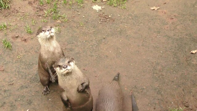 Neugierige Otter in der Natur: Ein fesselnder Blick auf die putzigen Tiere, die Freude und Unbeschwertheit in ihrem nat&uuml;rlichen Lebensraum ausstrahlen, Gruppe