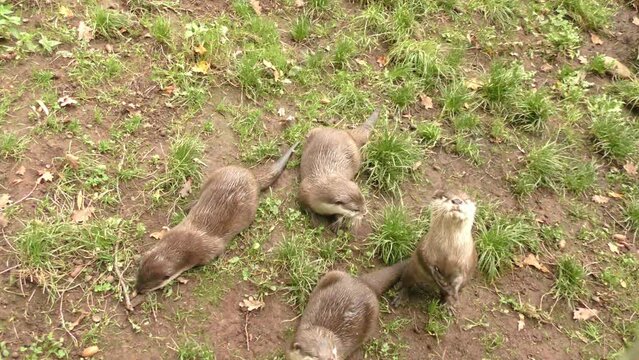 Neugierige Otter in der Natur: Ein fesselnder Blick auf die putzigen Tiere, die Freude und Unbeschwertheit in ihrem nat&uuml;rlichen Lebensraum ausstrahlen, Gruppe