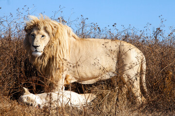 Male white lion standing over lioness