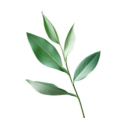 Isolated green plant leaves on transparent background