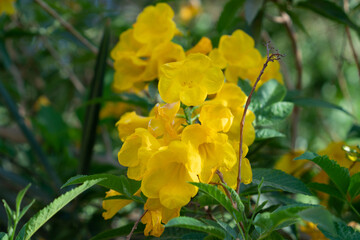 Fototapeta premium Yellow Bells Flowers (Tecoma stans)