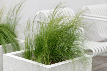 Light and elegant curves of feather grass (stipa)  in contemporary concrete flower pots. Summer...