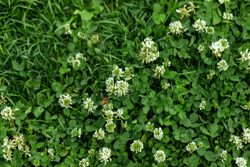 Top view lawn with clover and green grass. White clover (Trifolium repens) flowers. Nature background.