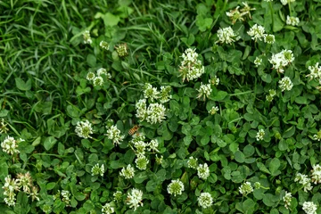 Photo sur Plexiglas Herbe Top view lawn with clover and green grass. White clover (Trifolium repens) flowers. Nature background.
