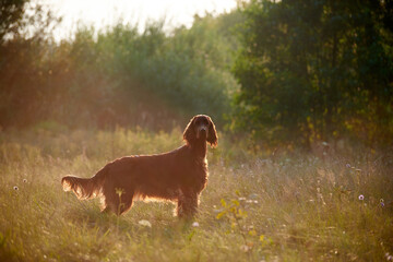 portrait of a dog breed red irish setter at sunset