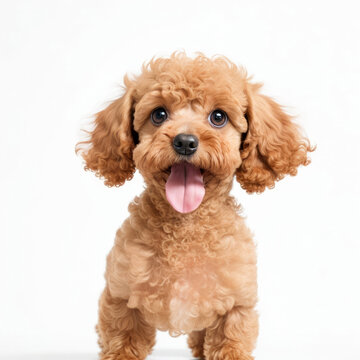Cute toy poodle dog on white background. Generative AI