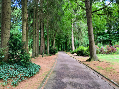 Allee, Waldfriedhof, Itzehoe, park, baum, natur, road, fr&uuml;hling, sommer, ausserhalb, allee, gegend, Friedhof,  Waldfriedhof, Schleswig-Holstein, beerdigen, Beerdigung, Verlust, Trauer, Baumallee