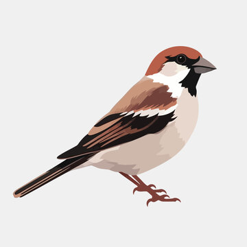 recommend clip art: sparrow vector flat minimalistic isolated illustration
