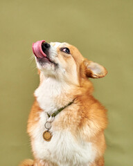 red corgi funny licks his long tongue