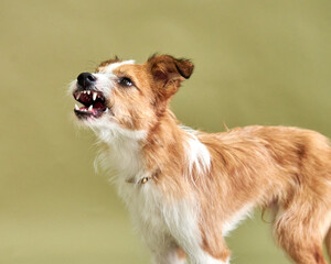 A small stray dog growls and barks, the dog is afraid or defensive