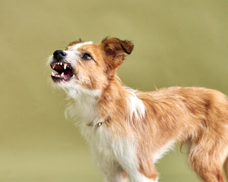 A small stray dog growls and barks, the dog is afraid or defensive